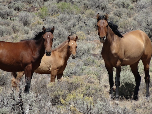 Photo of Wild Horses